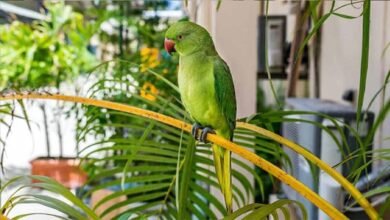 Vastu Shastra On Parrot
