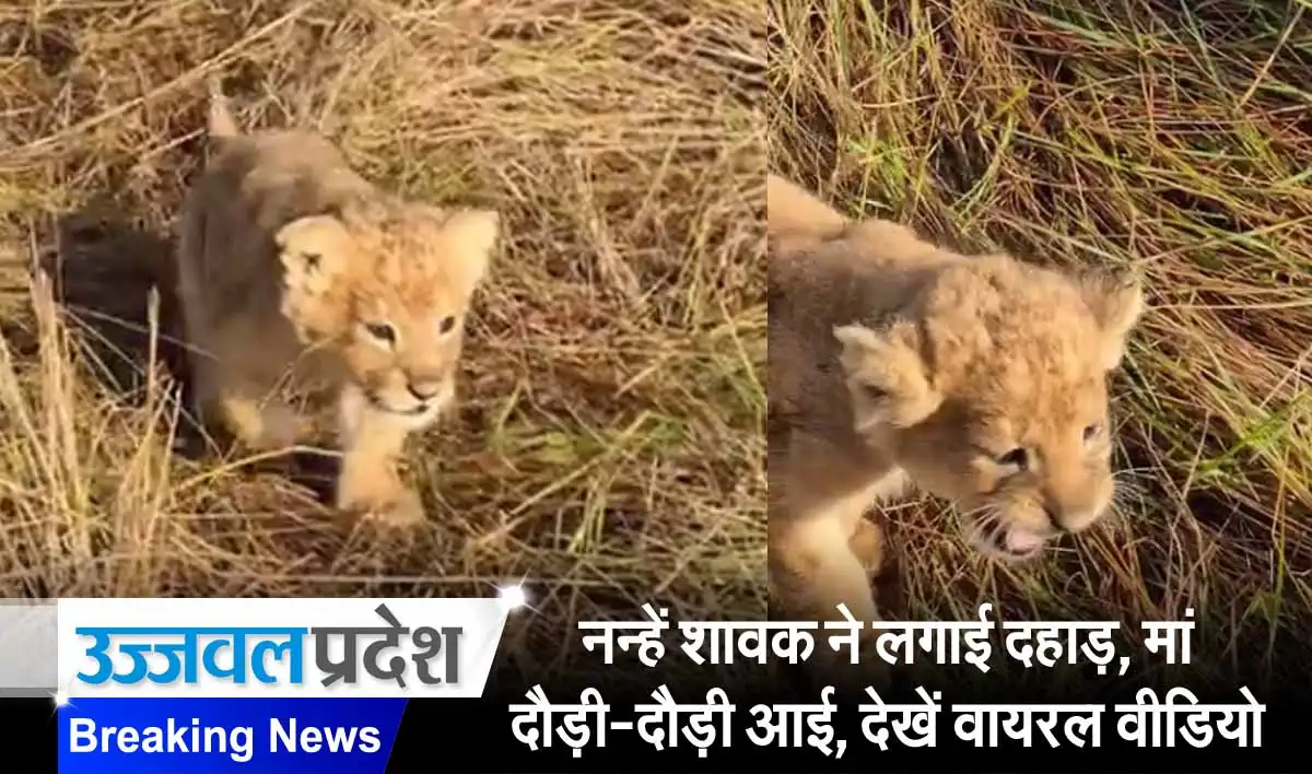 नन्हें शावक ने लगाई दहाड़, मां दौड़ी-दौड़ी आई, देखें वायरल वीडियो 1 Viral video on lion