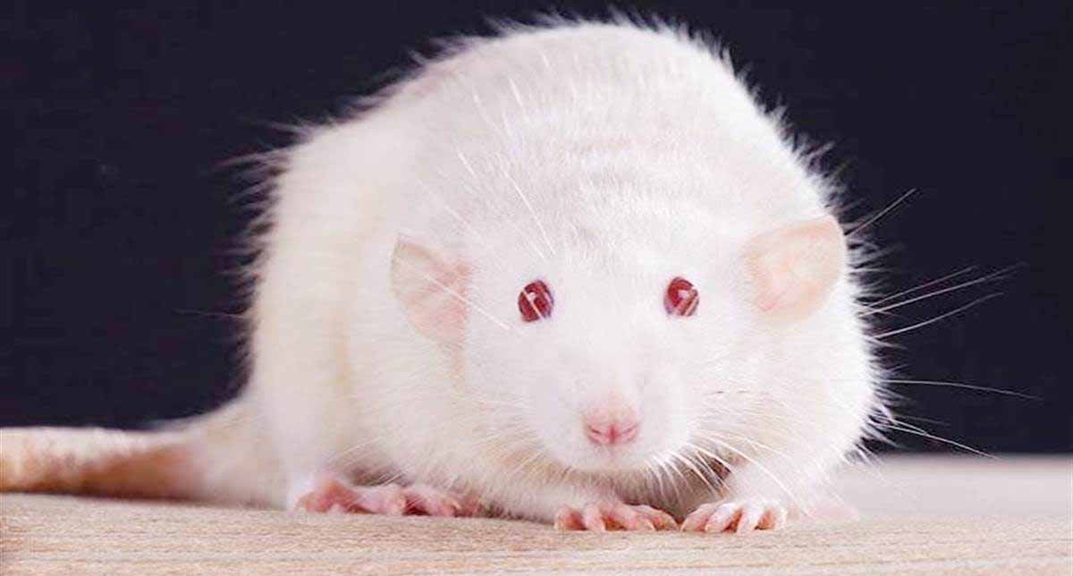Astrology Tips: पालें सफेद चूहा, घर में आएगी सुख-समृद्धि 1 White Rat