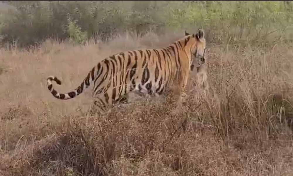 पर्यटकों ने बाघ पी-141 को एक हिरण का शिकार करते हुए देखा, पर्यटकों ने इस रोमांचित पल को किया कैद 1 bagh पर्यटकों ने बाघ पी-141 को एक हिरण का शिकार करते हुए देखा, पर्यटकों ने इस रोमांचित पल को किया कैद