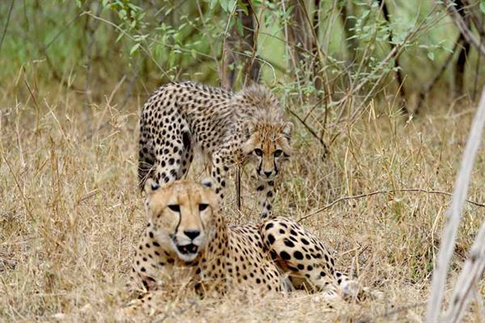 केन्द्र और राज्य सरकार ने मिलकर रचा वन्यजीव संरक्षण का इतिहास 1 cheeta केन्द्र और राज्य सरकार ने मिलकर रचा वन्यजीव संरक्षण का इतिहास