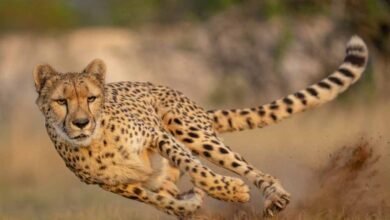 cheetah 33 2 Gwalior News: कूनो के जंगल में एक बार फिर आजाद घूमेगी आशा चीता, शावक भी रहेंगे साथ