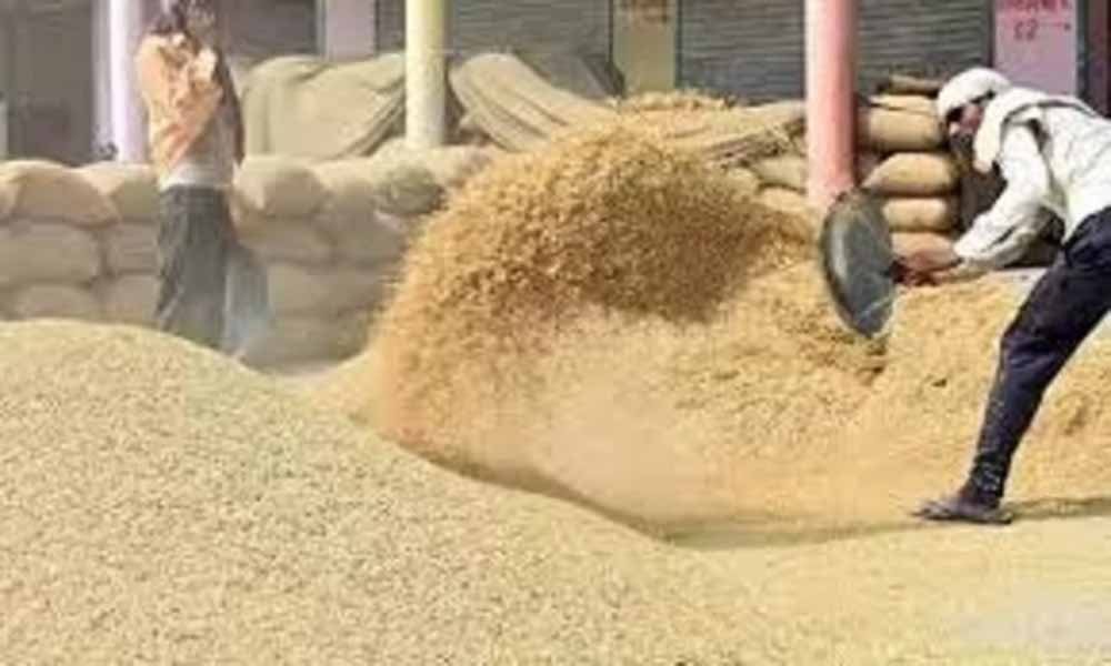 dhan 2 अब तक खरीदी गई 43 लाख 47 हजार मीट्रिक टन से अधिक धान