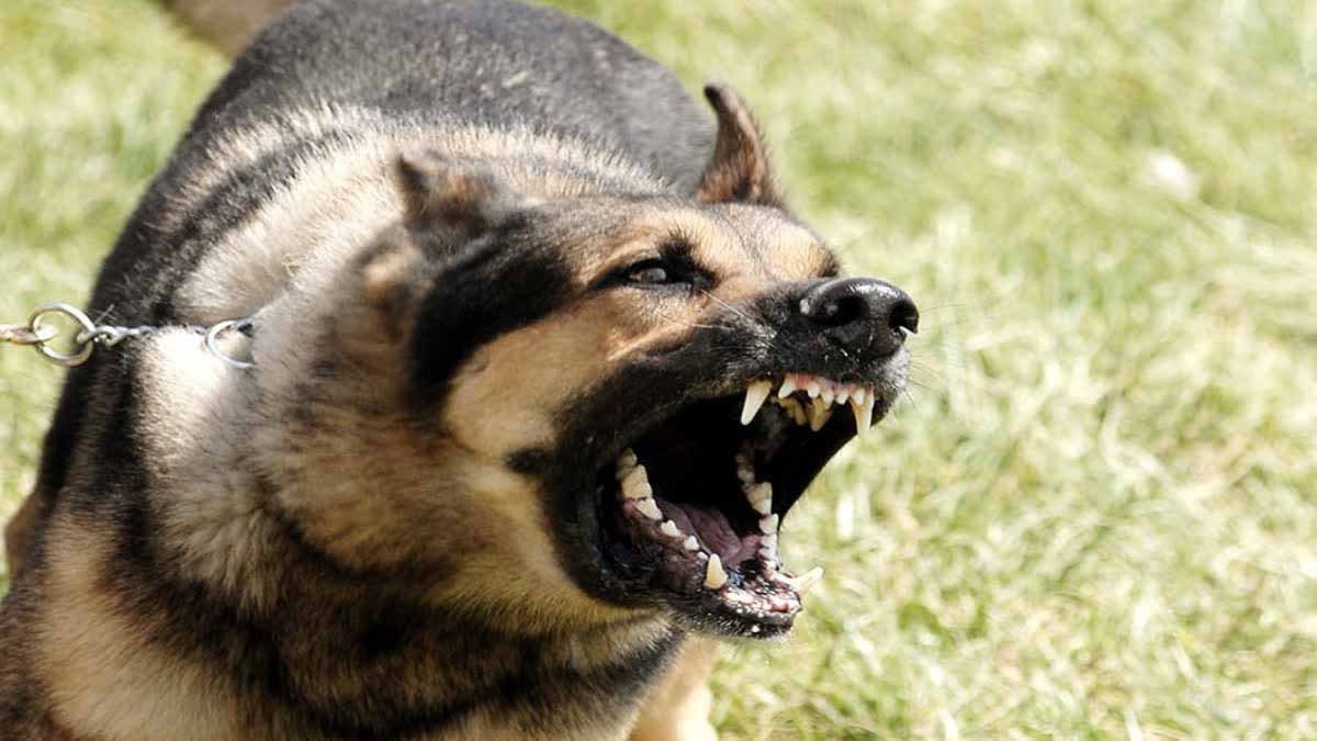 Jabalpur News: जबलपुर मेडिकल अस्पताल के पास शिशु की खोपड़ी से खेलते दिखा कुत्ता 1 dog