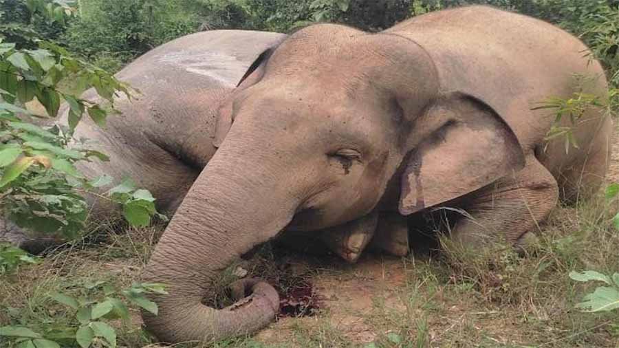1 1006 बिजली तार से हाथियों की मौत, कोर्ट ने ऊर्जा विभाग के सचिव से व्यक्तिगत शपथ पत्र में मांगा जवाब
