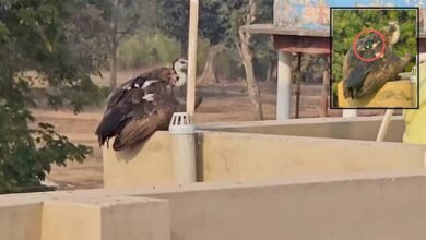 1 15 भानुप्रतापपुर में देखा गया दुर्लभ गिद्ध, वन विभाग के साथ पुलिस भी निगरानी में जुटी