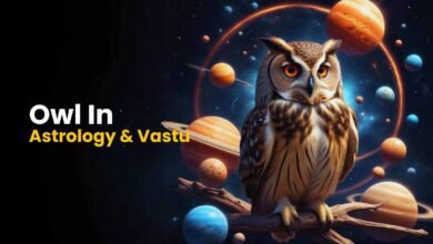 Astrology Tips For Owl