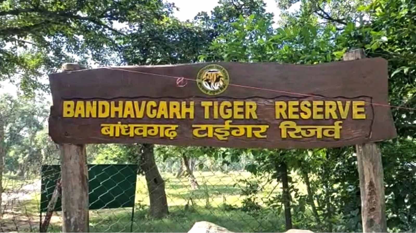 MP News: बांधवगढ़ टाइगर रिजर्व को कान्हा से मिलेंगे 25 हिरण, MP में बढ़ेगा वन्यजीवों का कुनबा 1 Bandhavgarh Tiger Reserve