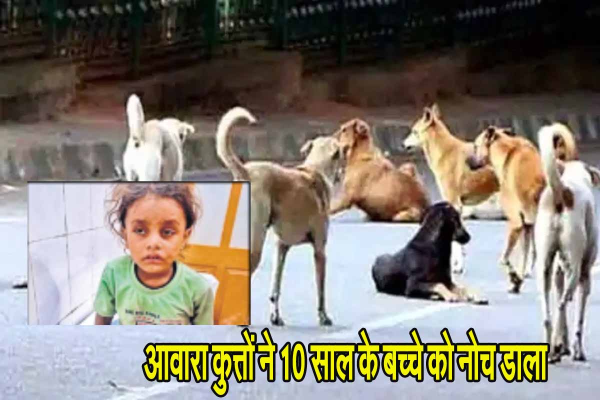 CG News: छत्तीसगढ़ में आवारा कुत्तों ने 10 साल के बच्चे को नोच डाला, हालत गंभीर 1 CG Dog news