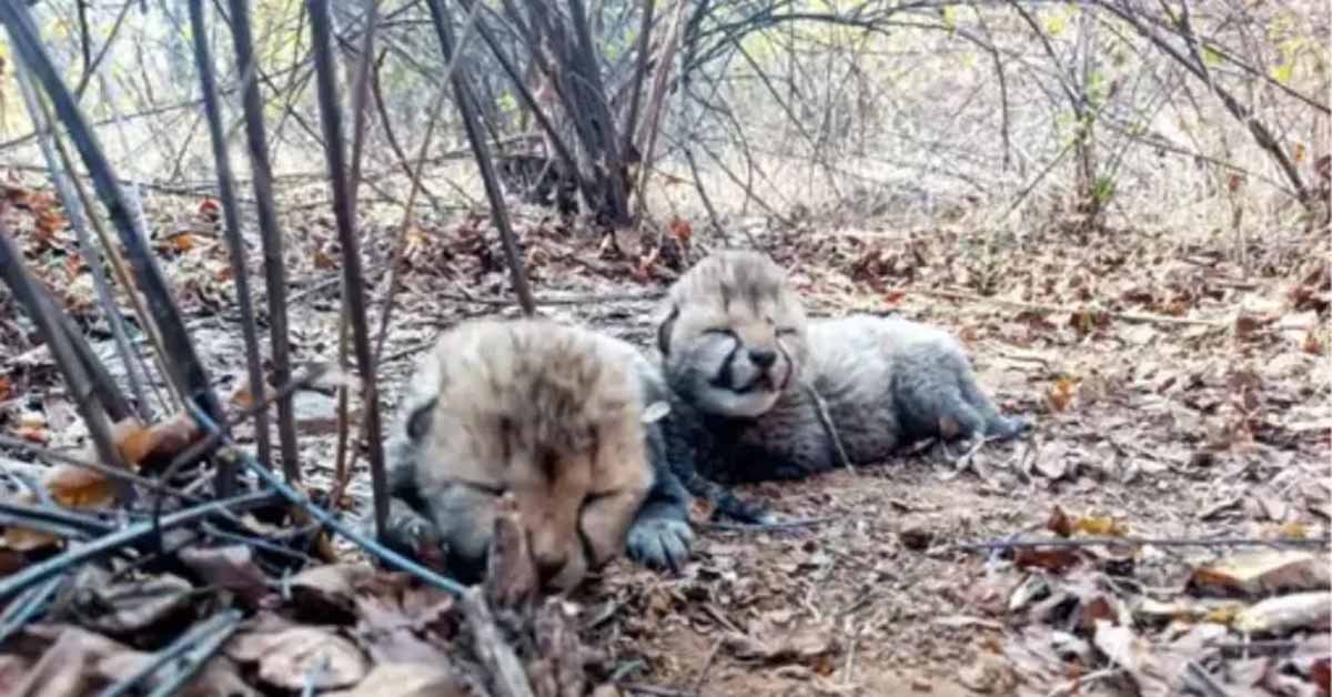 Kuno National Park: चीता वीरा ने दो शावकों को दिया जन्म 1 Cheetah vira