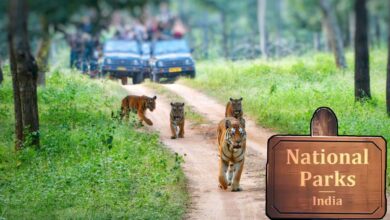 Jungle Safari In India आ रही हैं छुट्टियां... भारत के 6 बेस्ट नेशनल पार्क जाने का है प्लान, जानें कहां मिलेगा Jungle Safari का रोमांचक अनुभव