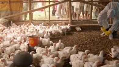 MP News bird flu
