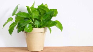 Money Plant In Office