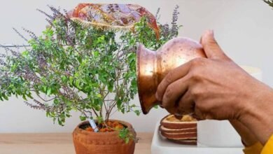 Tulsi par Jal Chade ke niyam