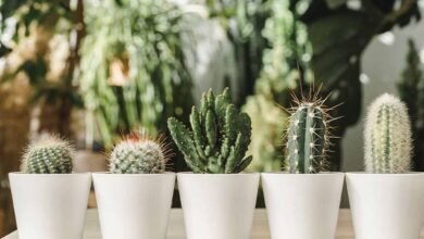 Vastu Dosh For These Planet