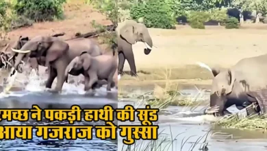 Viral Video In Elephant