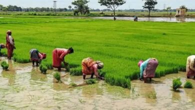 kisan