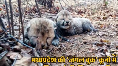 kuno jungle news
