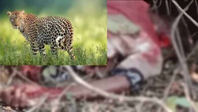 leopard kills old man