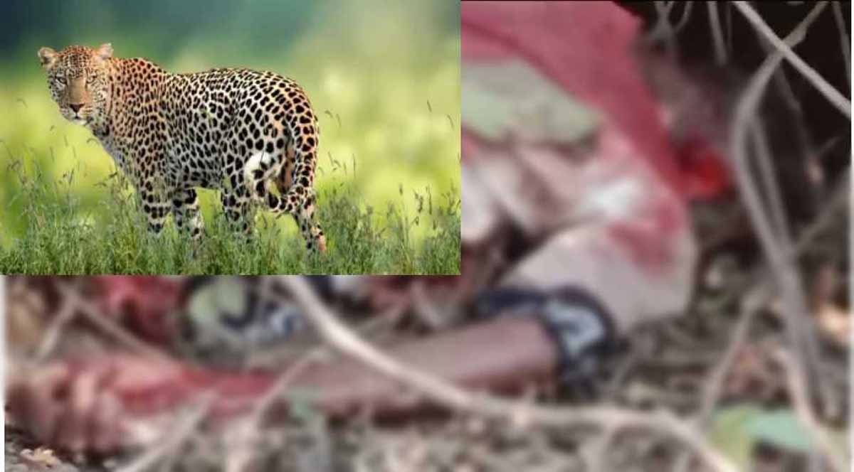 CG News: छत्तीसगढ़ में तेंदुए ने एक बुजुर्ग की ली जान, दहशत का माहौल 1 leopard kills old man