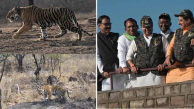MP News Tigress