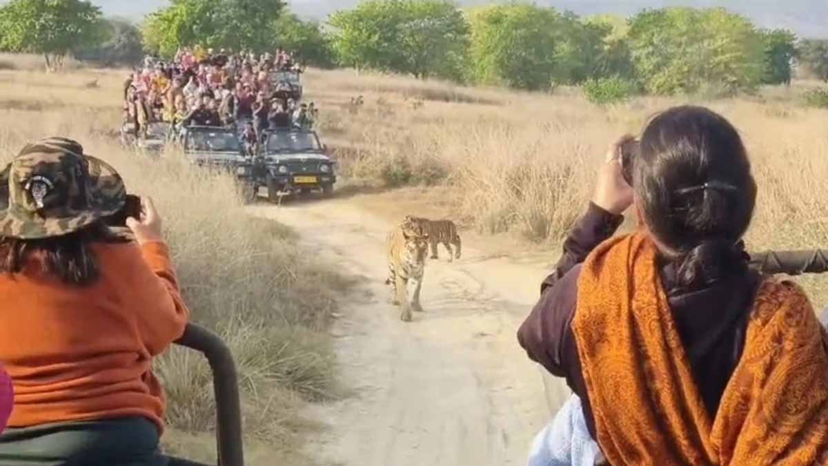 PANNA TIGER RESERVE में बाघ परिवार को घेरने पर प्रबंधन ने पांच VEHICLE'S पर लगाया BAN 1 PANNA TIGER RESERVE VEHICLE'S