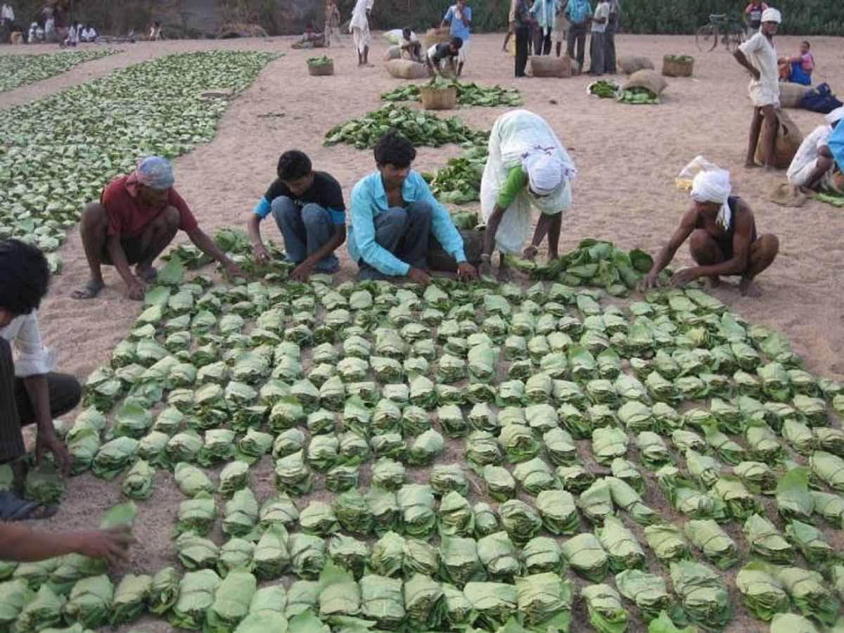 CG News: 22 हजार बोरा TENDU पत्ता संग्रहित, ONLINE किया जा रहा PEMENT 1 CG News TENDU Leaves