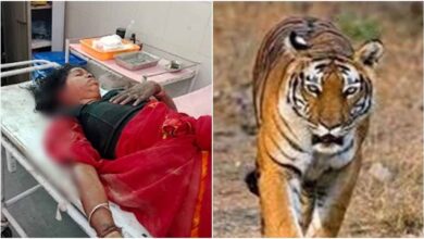 MP News BANDHAVGARH TIGER ATTACK