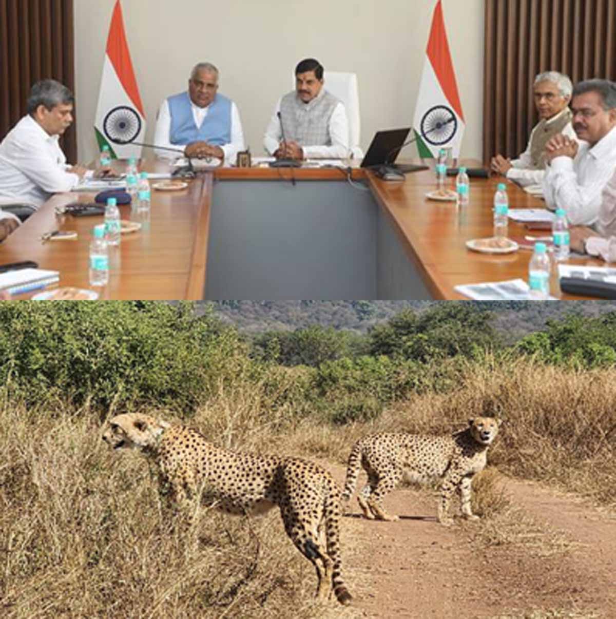 MP News: मुख्यमंत्री डॉ. यादव बोले-चीतों का पुनर्वास प्रगति से प्रकृति संरक्षण में बड़ा कदम 1 MP News CM Cheetahs Rehabilitation
