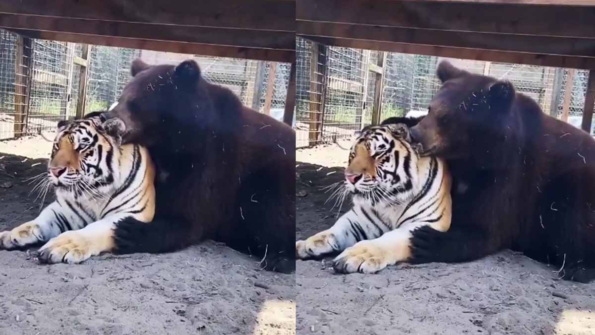 भालू का बाघ के प्रति दुलार देख नहीं होगा यकीन, देखें Viral Video 1 Viral Video On Bhalu