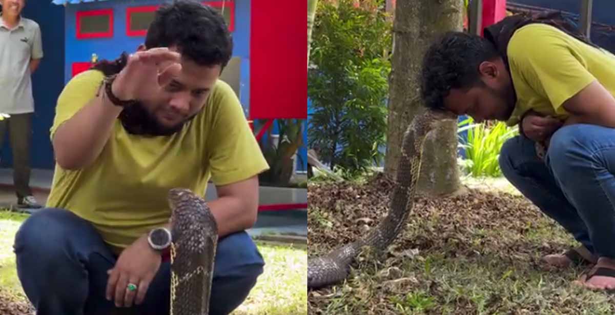 किंग कोबरा के सिर पर रख दिया हाथ, यूजर्स बोले- ये क्या किया, देखें Viral Video 1 Viral Video On Cobra