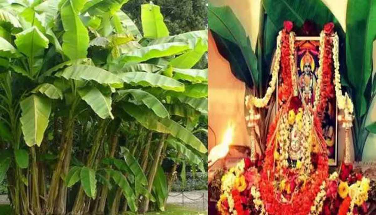 Astrology Tips: विवाह में आ रही अड़चन तो करें गुरुवार को करें इनकी पूजा 1 kele ki puja