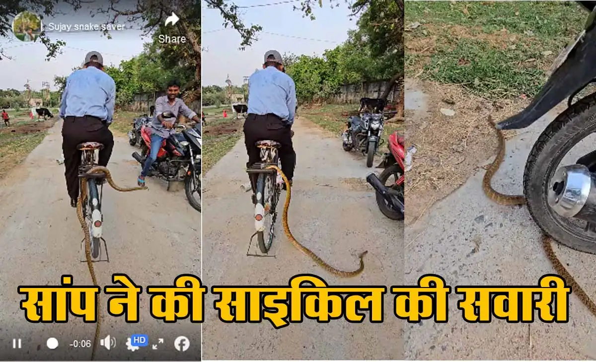 साइकिल के कैरियर पर बैठा सांप, शख्स को नहीं होश, देखें Viral Video 1 Viral Video In Snake ON cycle