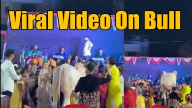 Viral Video On Bull