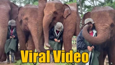 Viral Video On Elephant