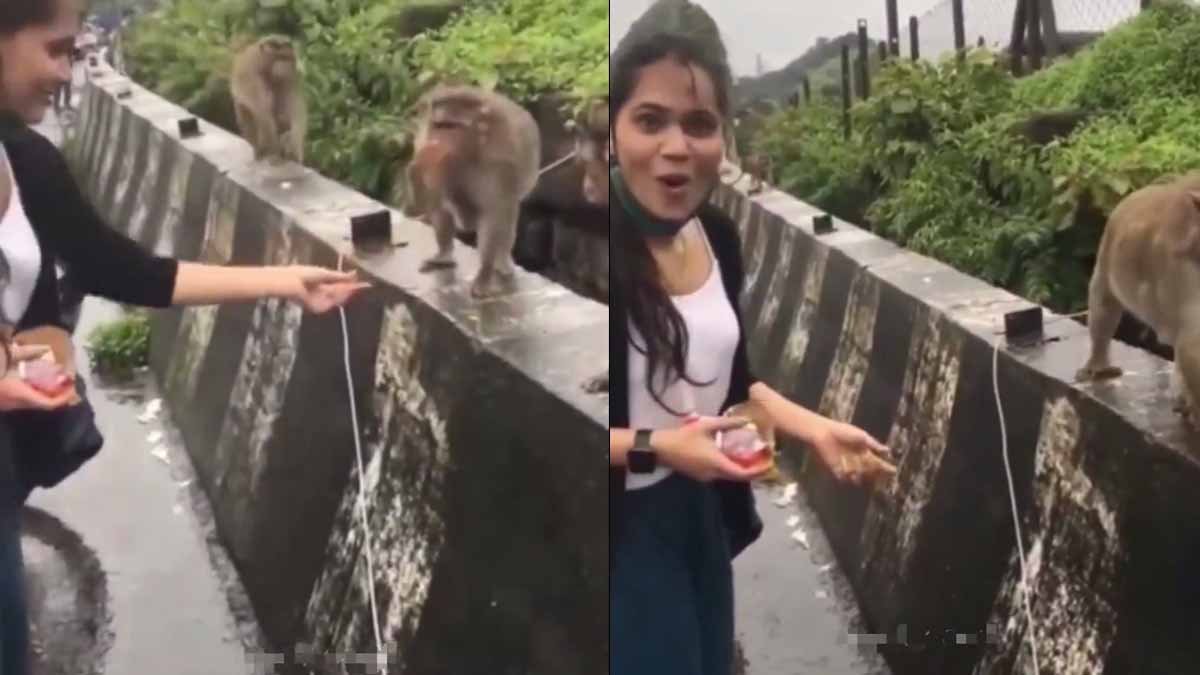 बंदर को पसंद नहीं सादे बिस्किट, क्रीम वाले होते तो सोचते, देखें Viral Video 1 Viral Video in girl