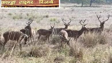 MP News Kanha National Park