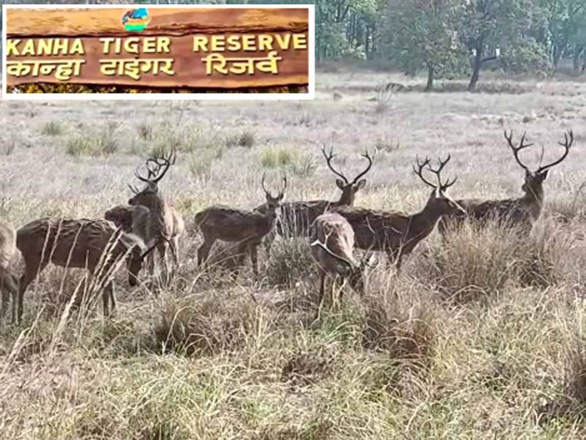 MP News: जिम कार्बेट को हराकर KANHA बना शाकाहारी वन्यजीवों का Number 1 नेशनल पार्क 1 MP News Kanha National Park