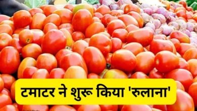 Tamatar high price