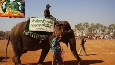 Panna Tiger Reserve Vatsala The Elephant