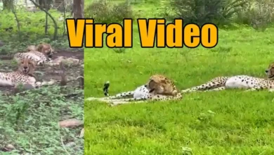 Viral Video In Chetah