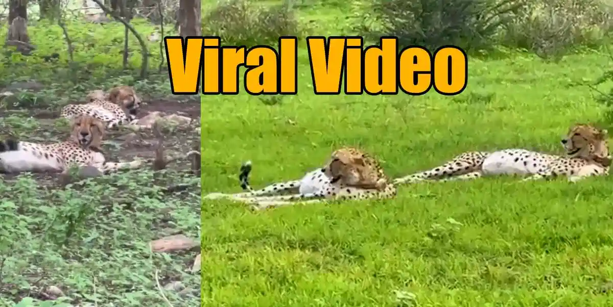 Viral Video: शिकार के बाद चीतों ने किया आराम तो शावकों ने की जमकर शरारत 1 Viral Video In Chetah