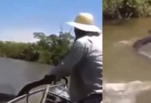 Viral Video In anakonda