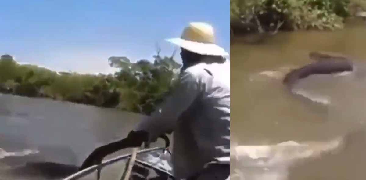Viral Video: एनाकोंडा की पूंछ पकड़ते ही कांप उठा तालाब! मछुआरे ने देखा जो, दहल गया दिल 1 Viral Video In anakonda