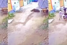 Viral Video in bull
