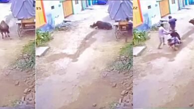 Viral Video in bull