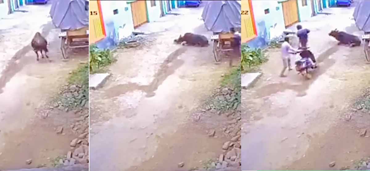 दिल दहला देने वाला Viral Video: सांड ने पहले बच्चे को कुचला, फिर बैठ गया उसके ऊपर 1 Viral Video in bull