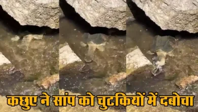 Viral video in turtle