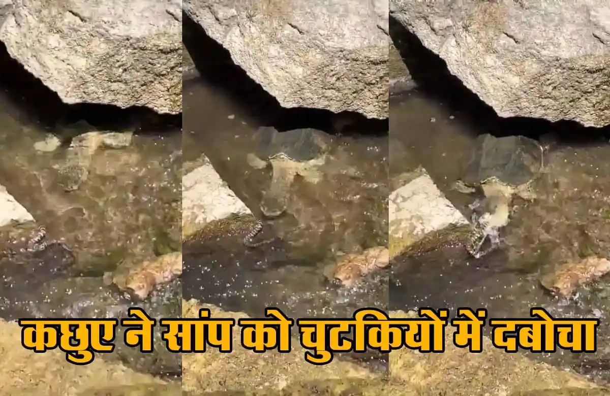 कछुए ने सांप को चुटकियों में दबोचा, देखें हैरान कर देने वाला Viral Video 1 Viral video in turtle