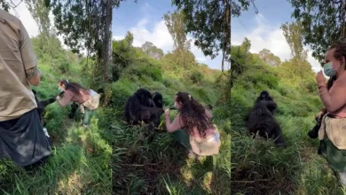 gorilla video